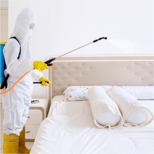 Bed bugs control